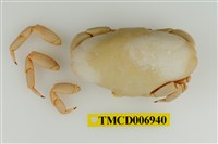 藏品(帶掌花瓣蟹)的圖片